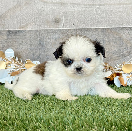 Shih-tzu puppy for sale Silas