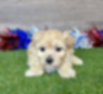 Maltipoo puppy for sale Miles