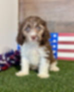Cavapoo puppy for sale Carter