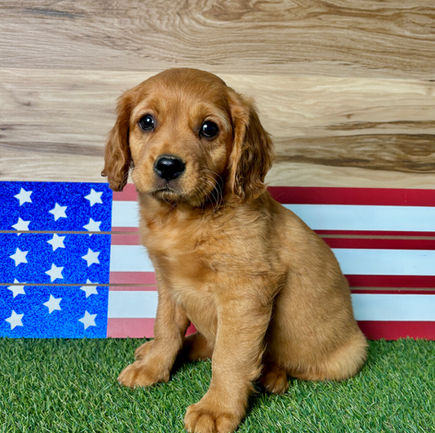 Golden Cavalier puppy for sale Griffen