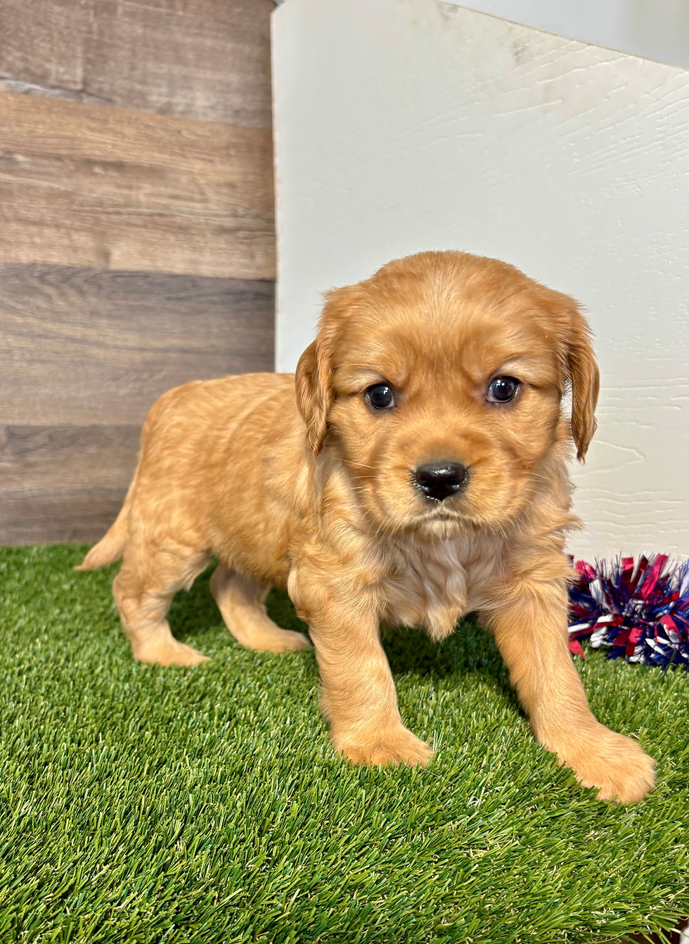 Golden Cavalier puppy for sale Flo