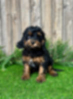 cavapoo puppy for sale dylan