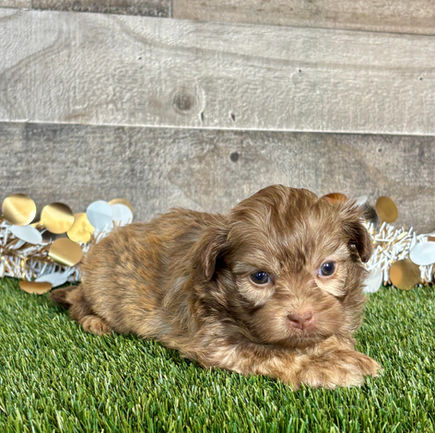 Shih-poo puppy for sale Tatum