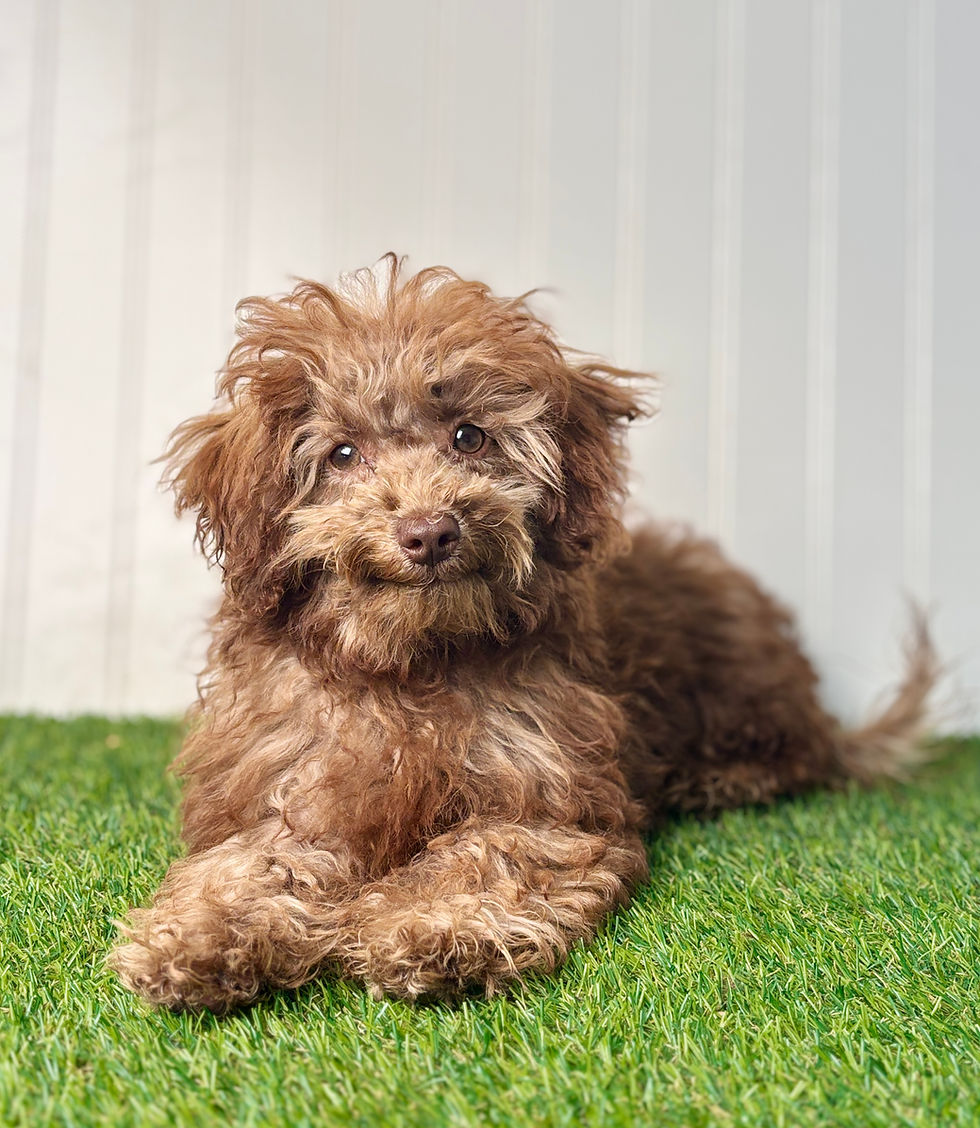 Poovanese puppy for sale Hazel