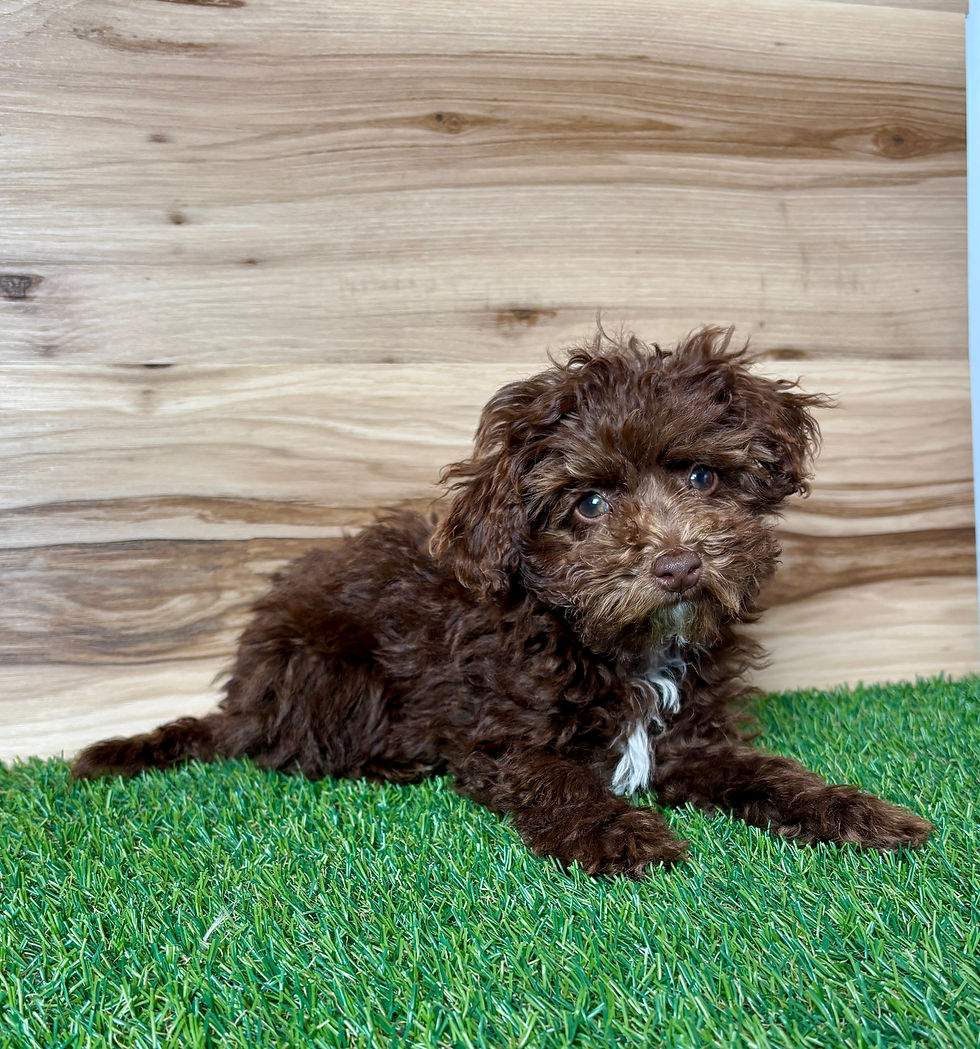 Poodle puppy for sale Jayla