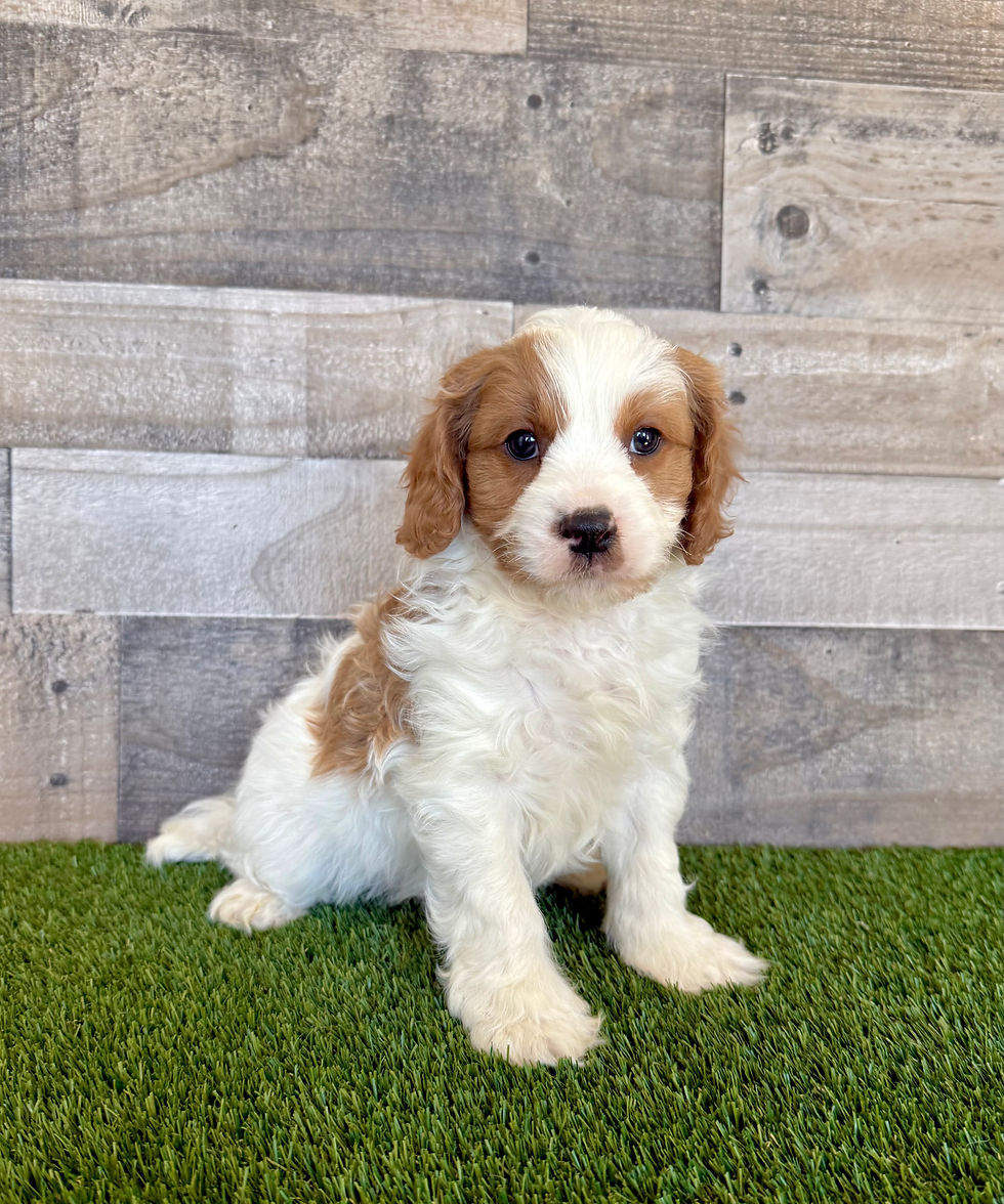 Cavapoo puppy for sale Banks