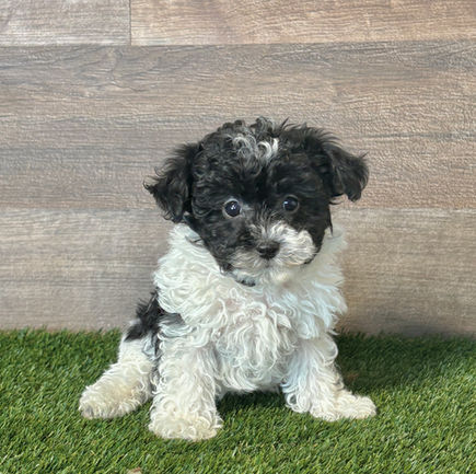 Toy Poodle puppy for sale Paris