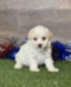 Maltipoo puppy for sale Mason