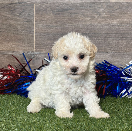 Maltipoo puppy for sale Mason