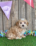 Morkie puppy for sale Hank