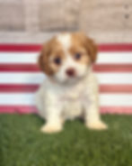 Cavapoo puppy for sale Celly