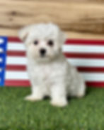 Maltese puppy for sale Ian