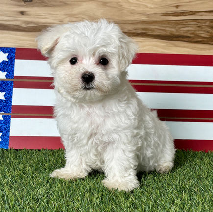 Maltese puppy for sale Ian