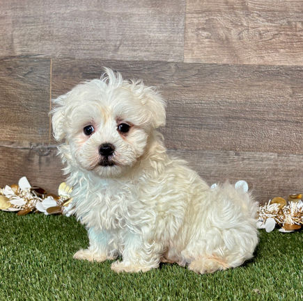 Maltese puppy for sale Mack