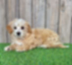 Morkie puppy for sale Hank