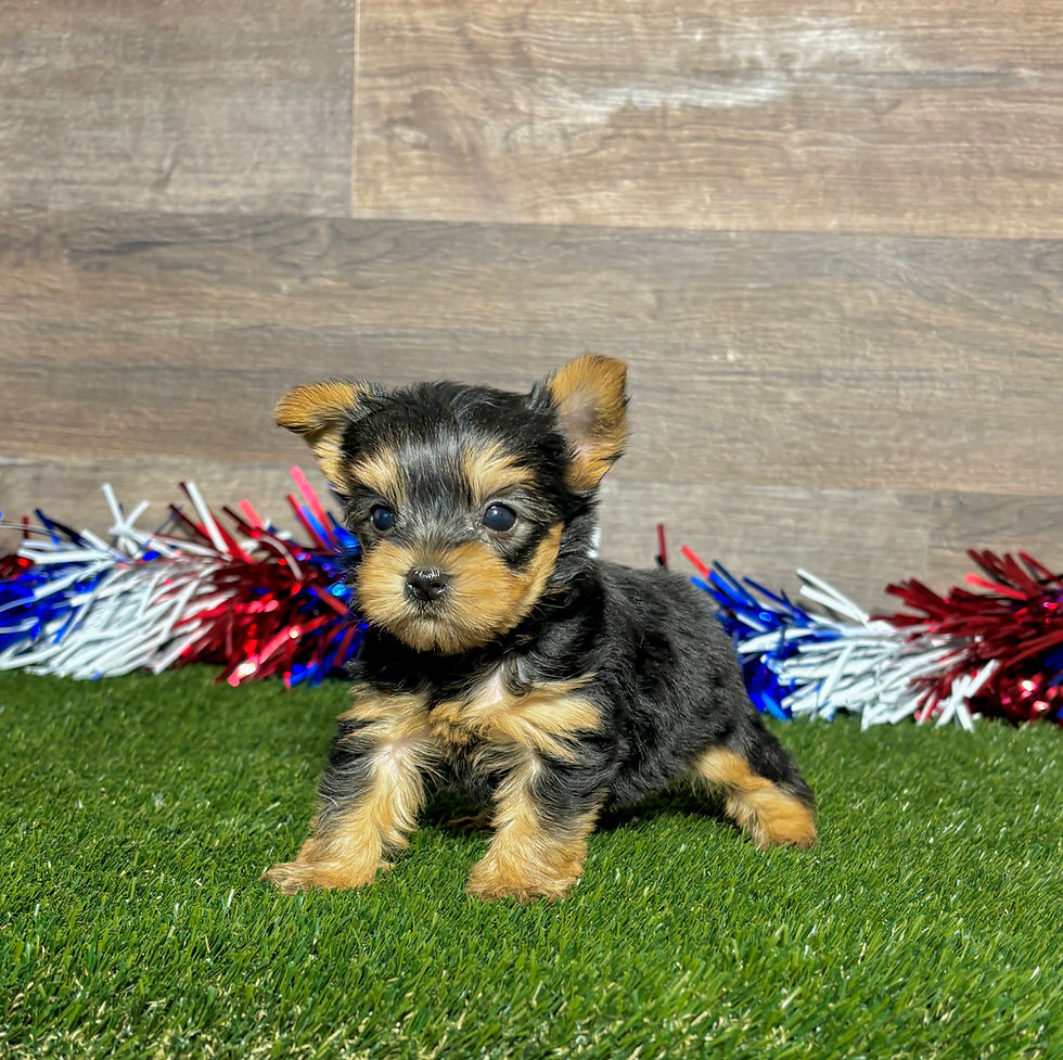 Yorkie puppy for sale Rider