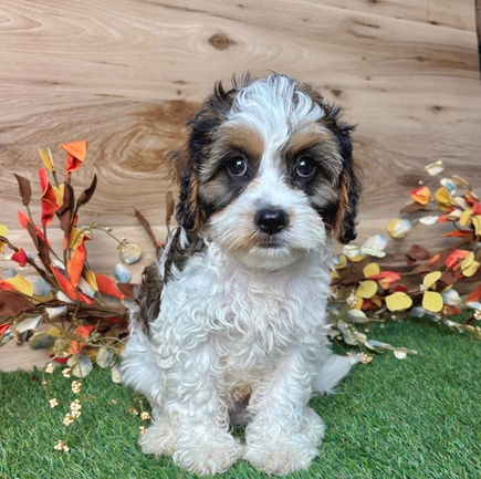 Cavapoo puppy for sale Blade