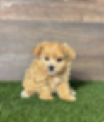Maltipoo puppy for sale Macy