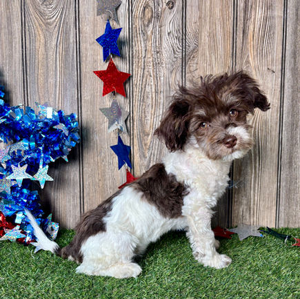 Havanese puppy for sale Faye