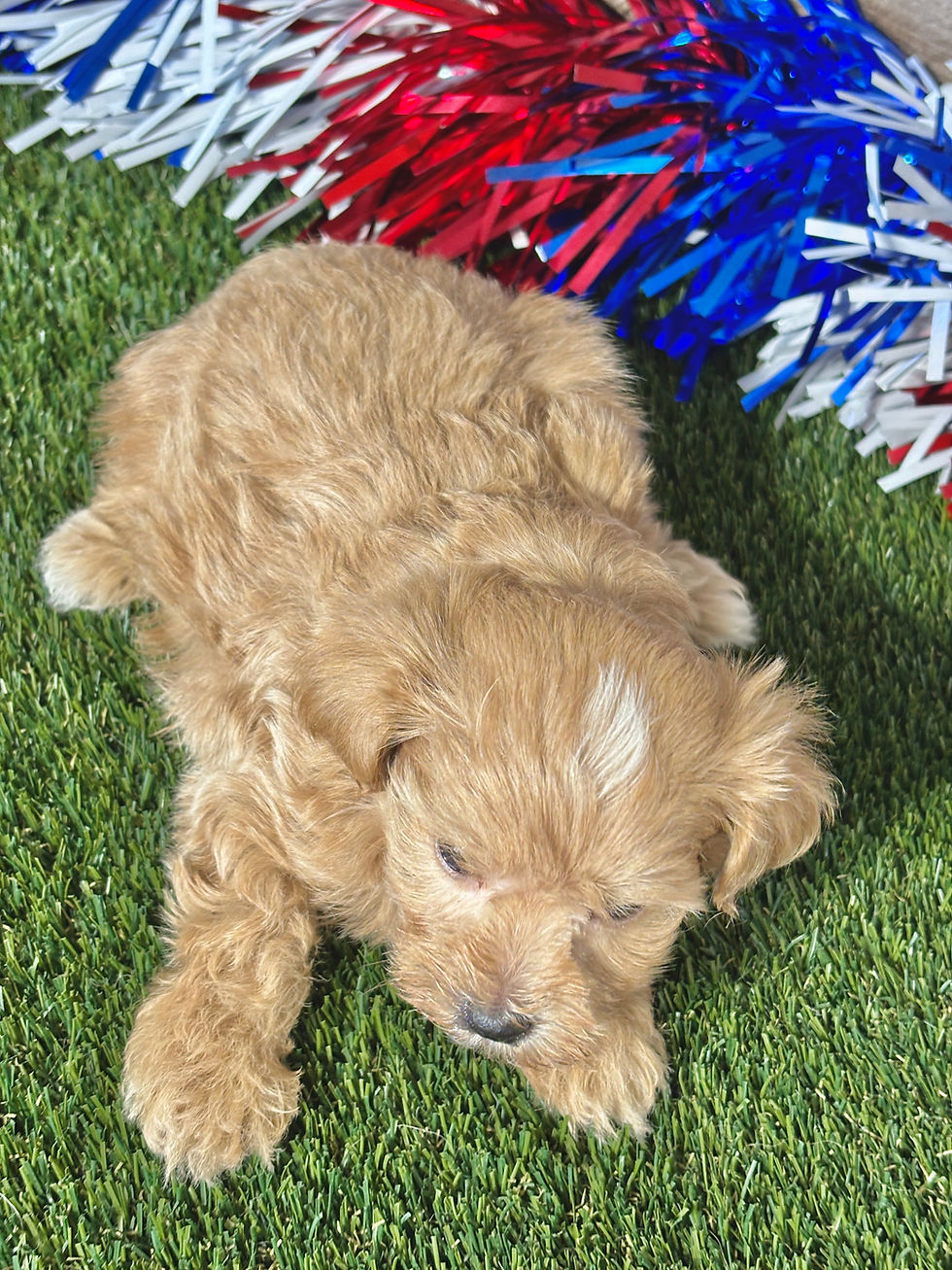Maltipoo puppy for sale Max