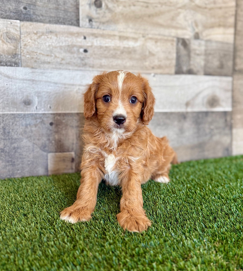 Cavapoo puppy for sale Booker