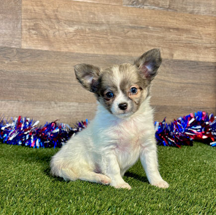 Chihuahua puppy for sale Kyra