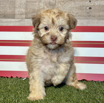 Maltipoo puppy for sale Millie