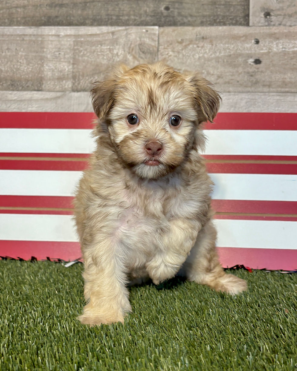 Maltipoo puppy for sale Millie