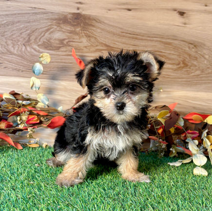 Morkie puppy for sale Nia