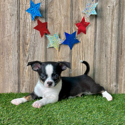 Chihuahua puppy for sale Kade