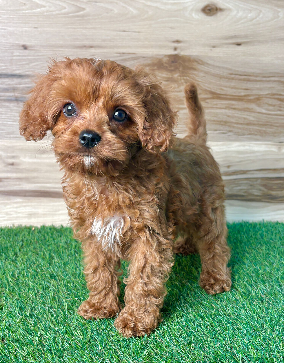 Cavapoo puppy for sale Dylan