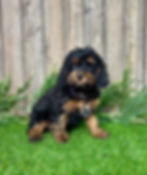 cavapoo puppy for sale dylan