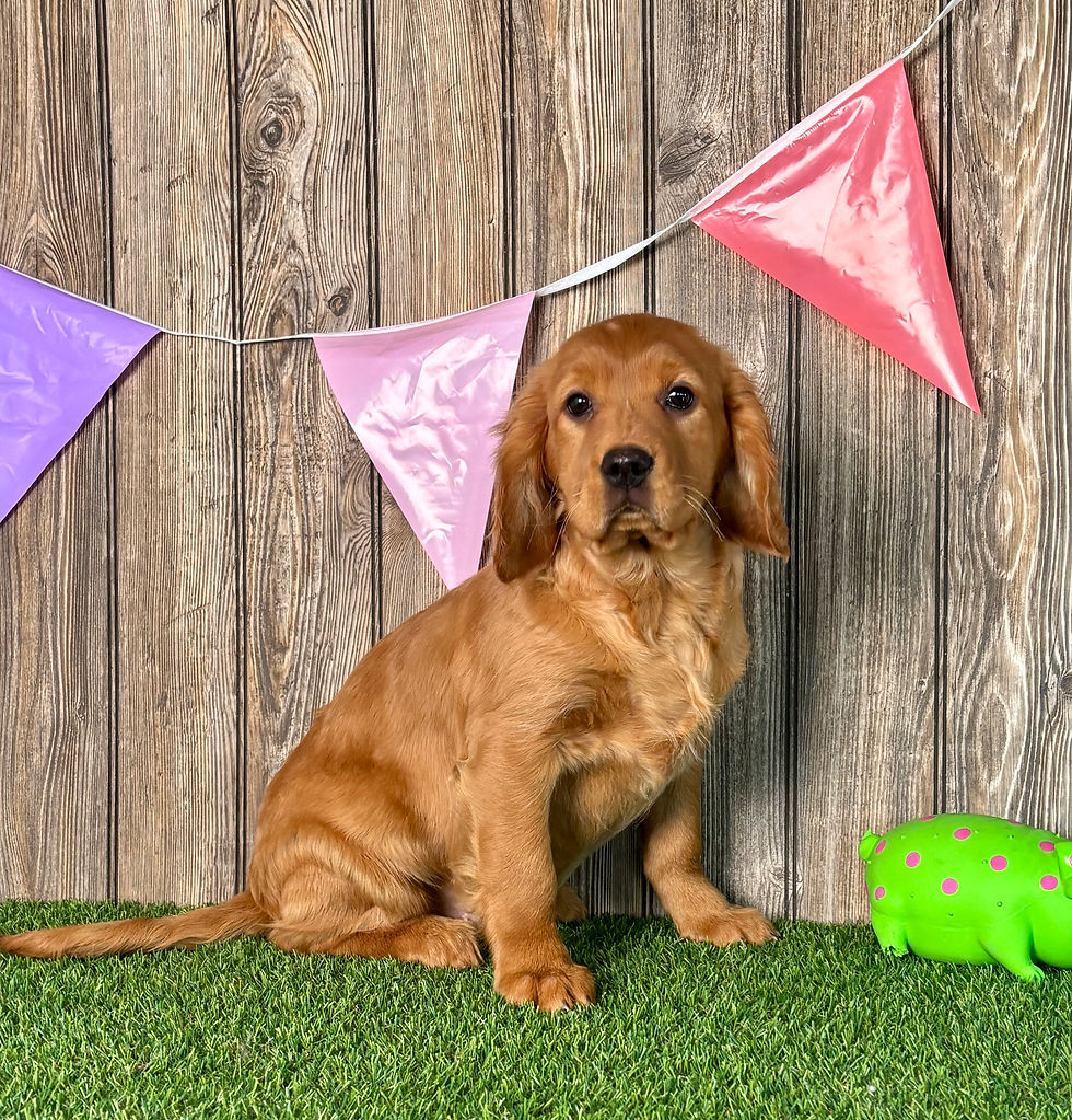 Golden Cavalier puppy for sale Nellie