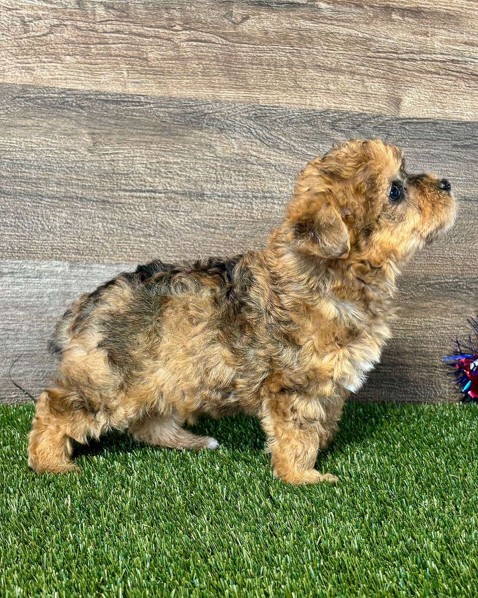 Yorkipoo puppy for sale Wren