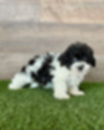Maltipoo puppy for sale Liv