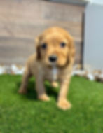 Golden Cavalier puppy for sale Niko