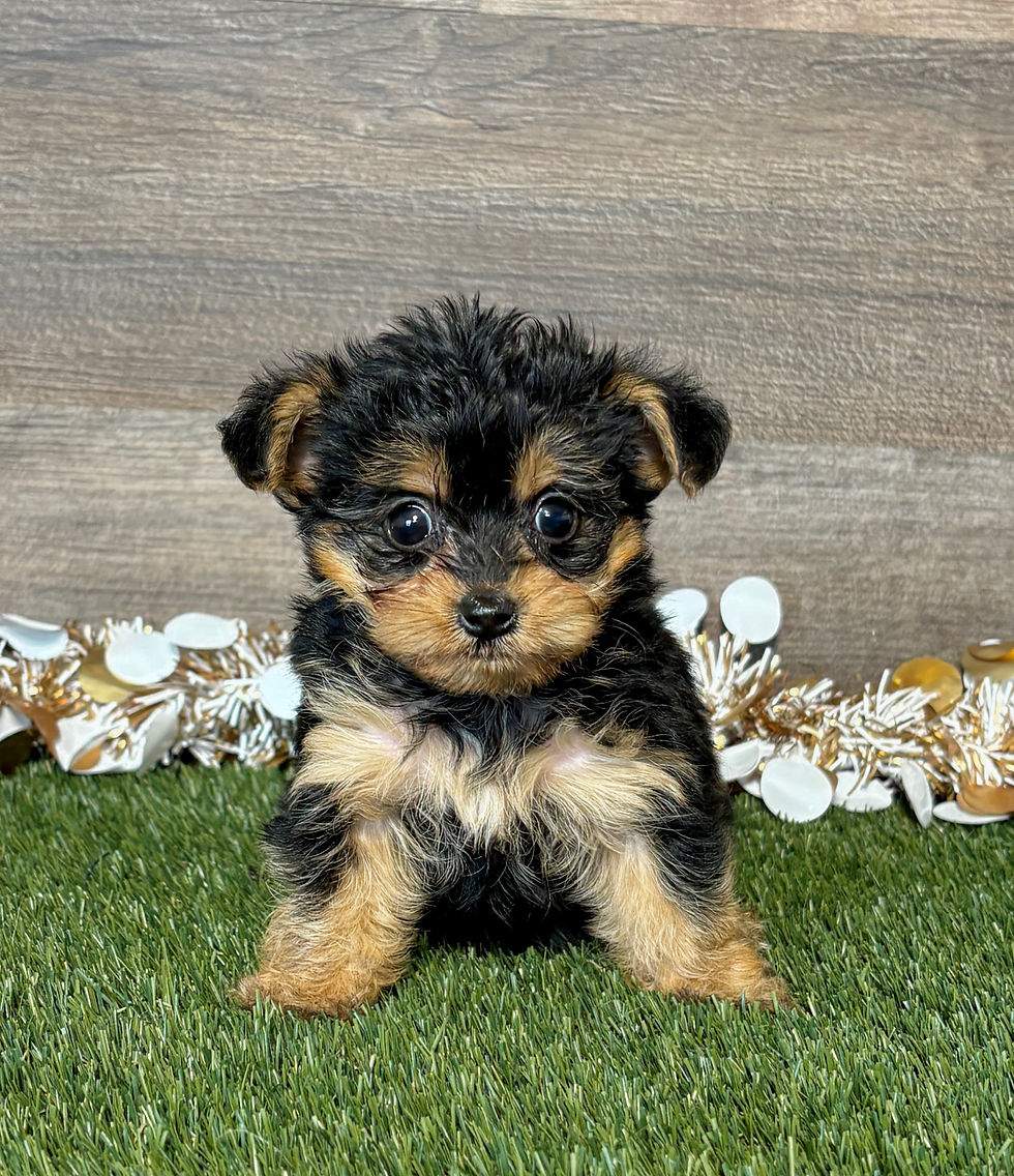 Yorkipoo puppy for sale Wren