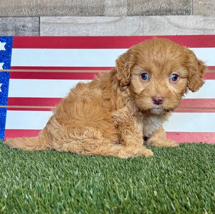 Cavapoo puppy for sale Cleo