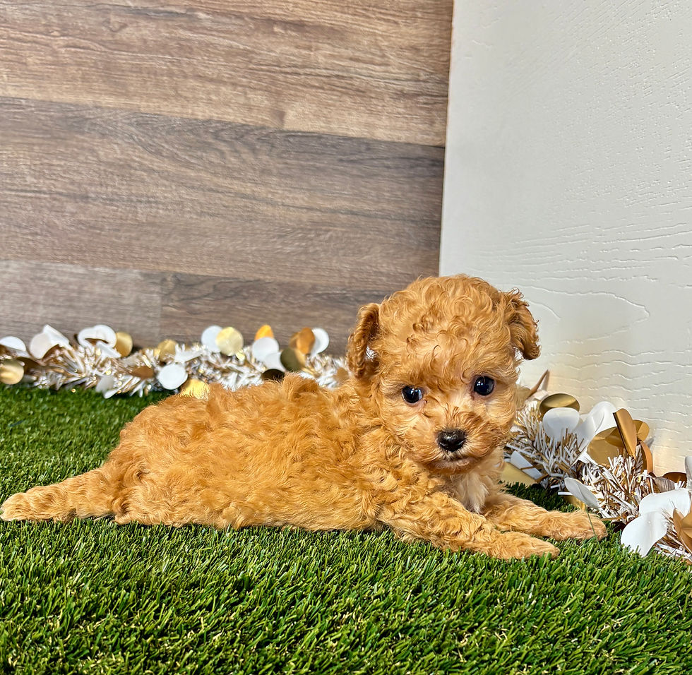 Toy Poodle puppy for sale Pipa