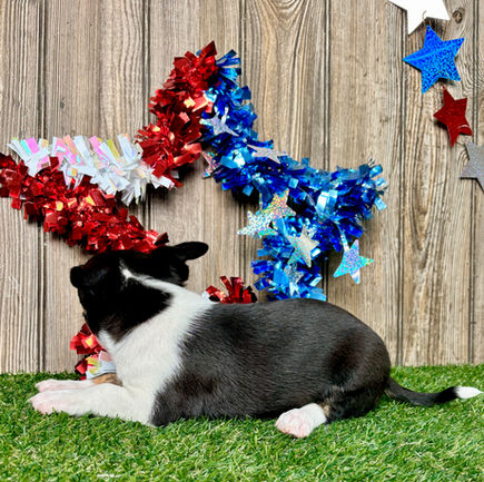 Chihuahua puppy for sale Kade