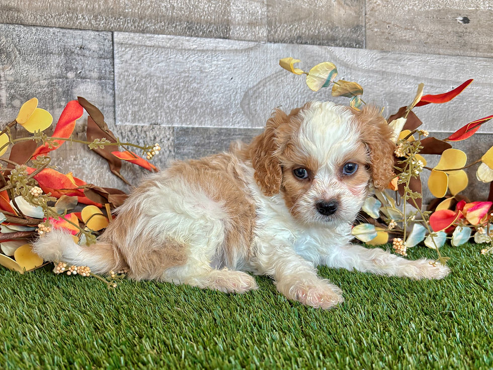 Cavapoo puppy for sale Deja