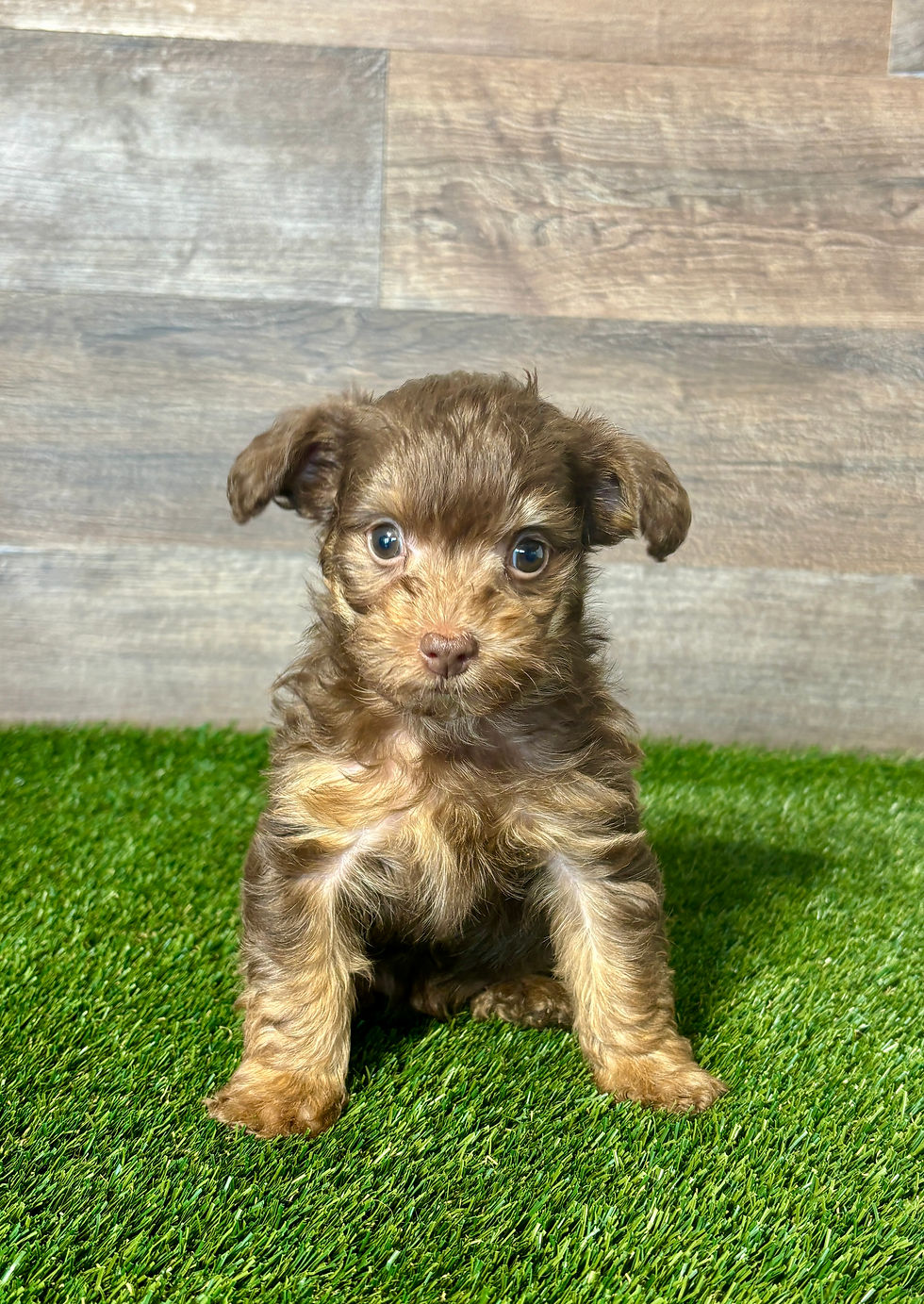 Yorkiepoo puppy for sale Vander