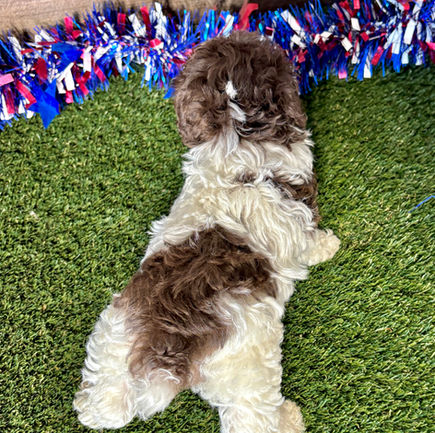 Toy Poodle puppy for sale Porter