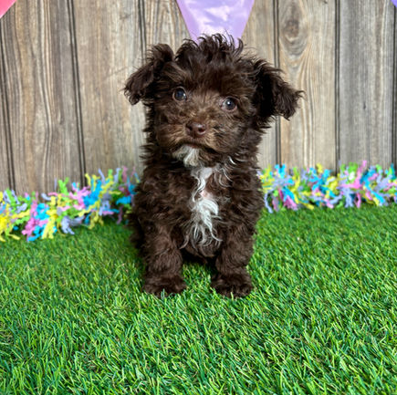 Poodle puppy for sale Jayla