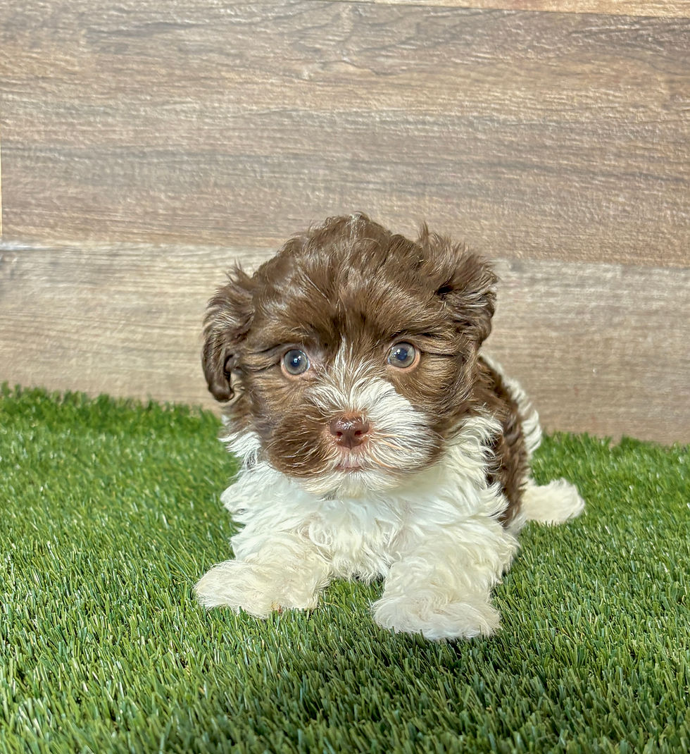 Havanese puppy for sale Hallie