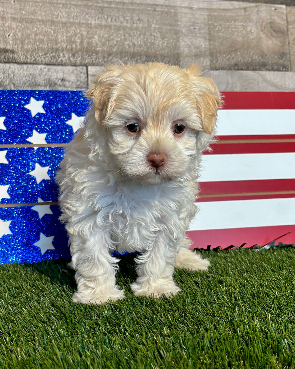 Maltipoo puppy for sale Mia