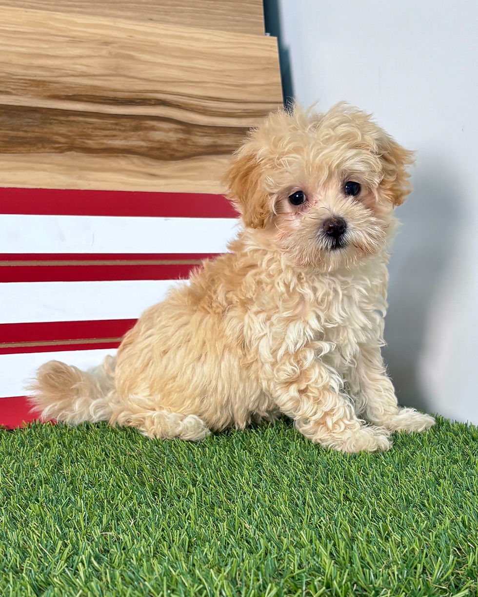 Maltipoo puppy for sale Monty