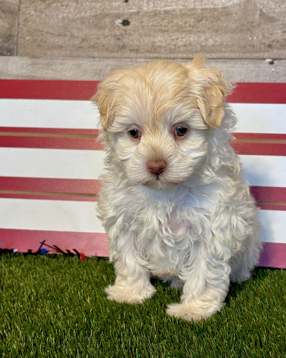 Maltipoo puppy for sale Mia
