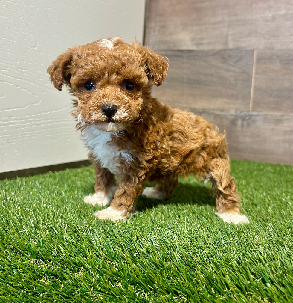 Poodle puppy for sale