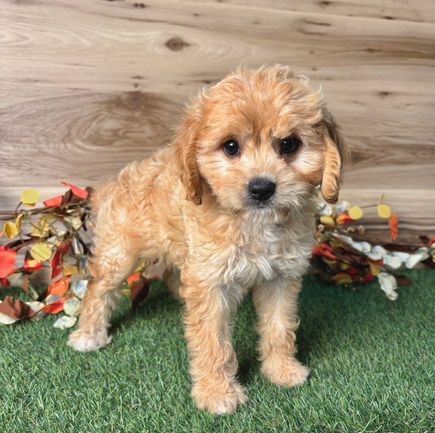 Cavapoo puppy for sale Dee